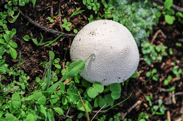 Lycoperdon perlatum